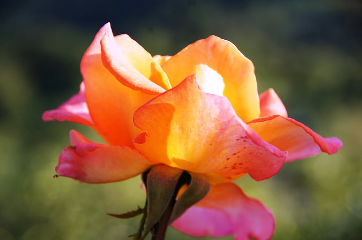 rose, blossom, bloom, flower, spring, rose bloom, orange