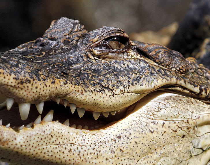 Alligator, crocodile, mâchoire, marais, reptile, dents, danger