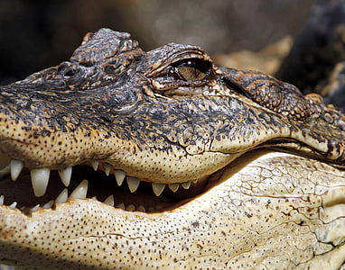 aligator, crocodil, maxilarului, Marsh, reptilă, dinti, pericol