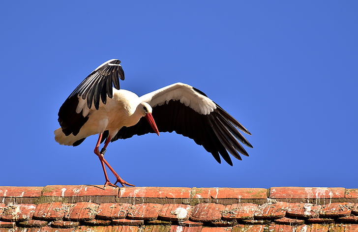 stork, bird, fly, plumage, nature, animal world, wing