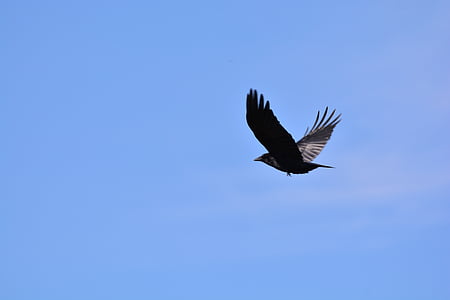 Corb, Corb ocell, xixella, gralla, ocell, negre, volar, Torre