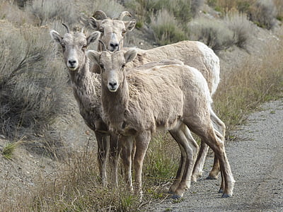 con cừu Bighorn, Bighorn ram, sừng, Ovis canadenis, động vật, động vật có vú, Commons