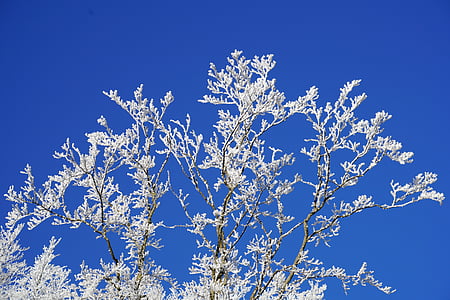 hoarfrost, aesthetic, winter, iced, snow, cold, wintry