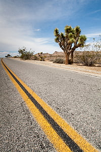 Spojené státy americké, Joshua tree, kaktus, dálnice, centrální rezervace, asfalt, cesta