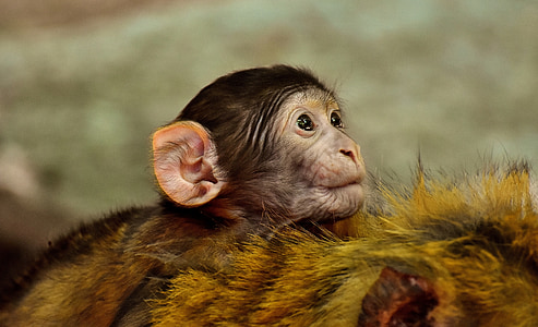 Simi, mico de nadó, Atles ape, espècie amenaçada, mico muntanya salem, animal, animal salvatge