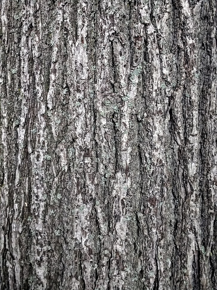 bark, Tribe, träd, mönster, struktur, konsistens, bakgrund