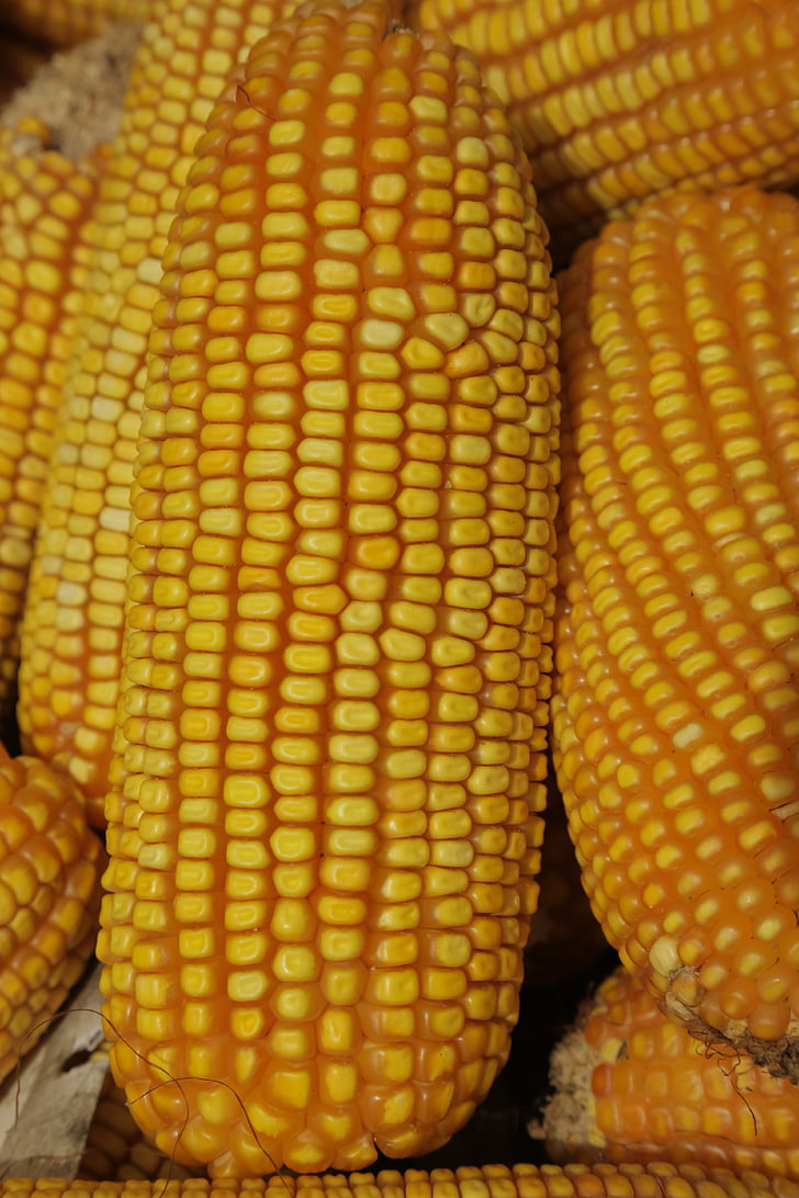 COB, maissi, maatalous