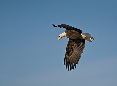 bald eagle, flying, soaring, bird, raptor, flight, wild