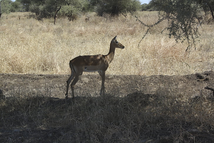 Bambi, Afrika, djur