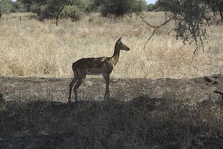 Bambi, Afrikka, eläimet