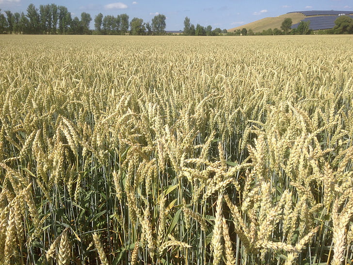 lĩnh vực, lúa mì, ngũ cốc, ngũ cốc, chín, tăng đột biến, mùa hè