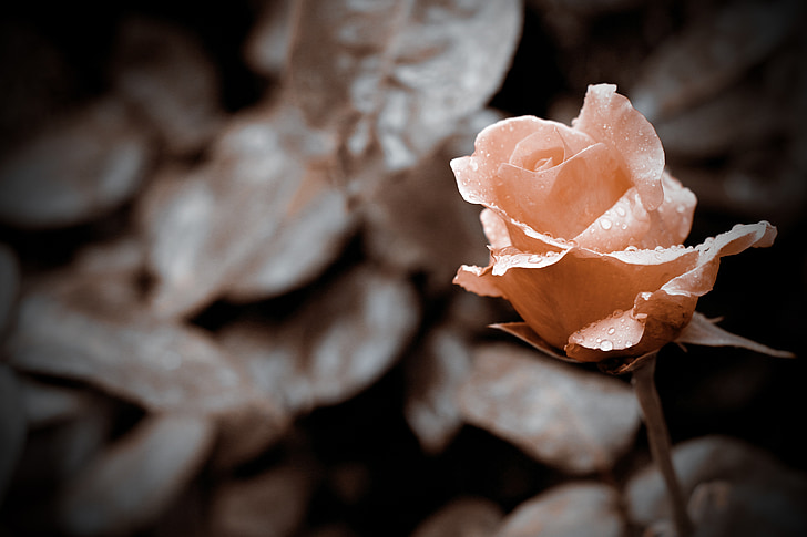 Rosa, Turquia d'Isparta, l'amor, natura, close-up, pètal