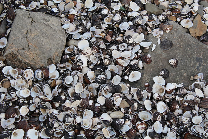 หอยแมลงภู่, หิน, ชายหาด, เปลือกหอย, พื้นดิน