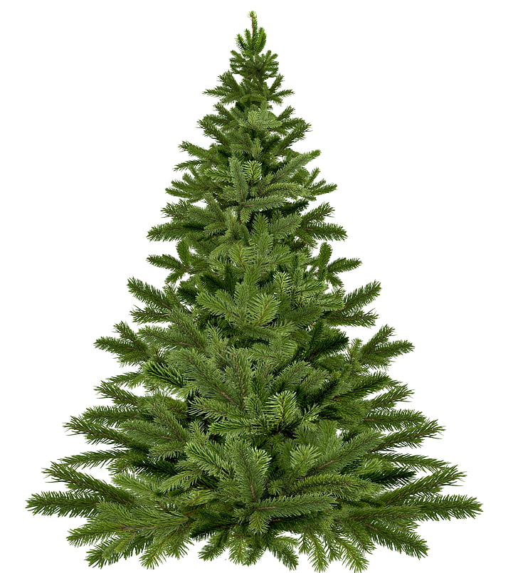 christmas tree christmas, christmas, pine, happy holidays, twigs, needle, holidays