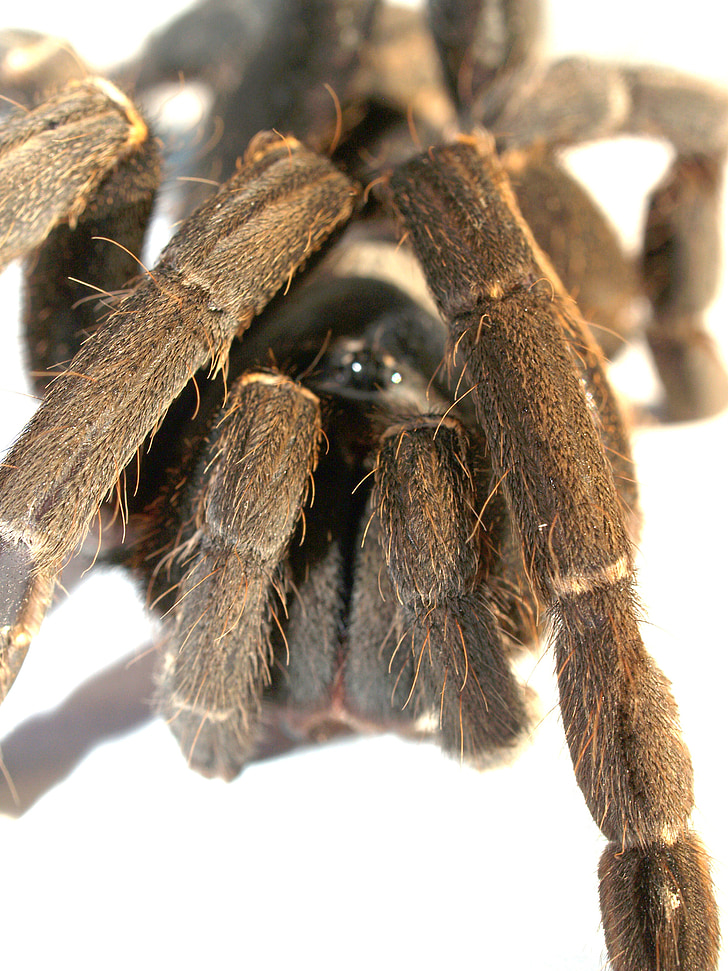 αράχνη, ταραντούλα, Αρθρόποδα, φωτογραφία, τριχα, ταραντούλα του Μεξικού redknee, καφέ