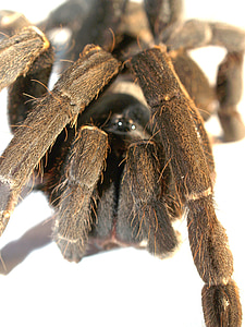 spider, tarantula, arthropod, photography, hairy, mexican redknee tarantula, brown