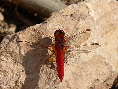 dragonfly, annulata trithemis, red dragonfly, blackberry, detail, rock, beauty