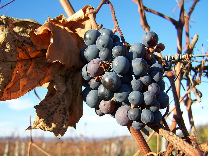 raudonųjų vynuogių, rudenį, sunokusių vaisių