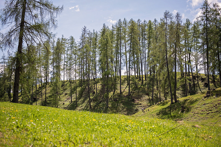 paisatge, Prat, arbres, verd, natura