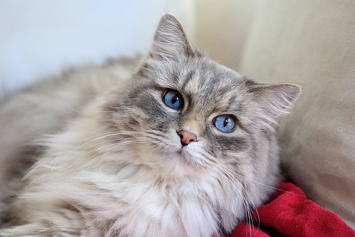 котка, дълъг косъм котка, stubentieger, домашен любимец, синьо око, домашна котка, домашни любимци