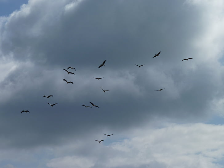 migratory birds, storks, collect, departure, bird migration, swarm, flock of birds