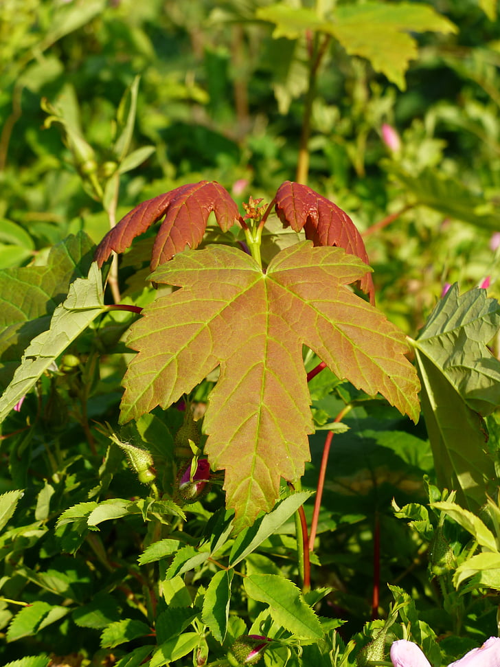 leaf, maple leaf, maple, fall color, late summer