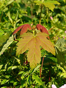 leaf, maple leaf, maple, fall color, late summer