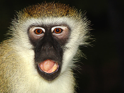 beždžionė, makake, Afrika, Kenija