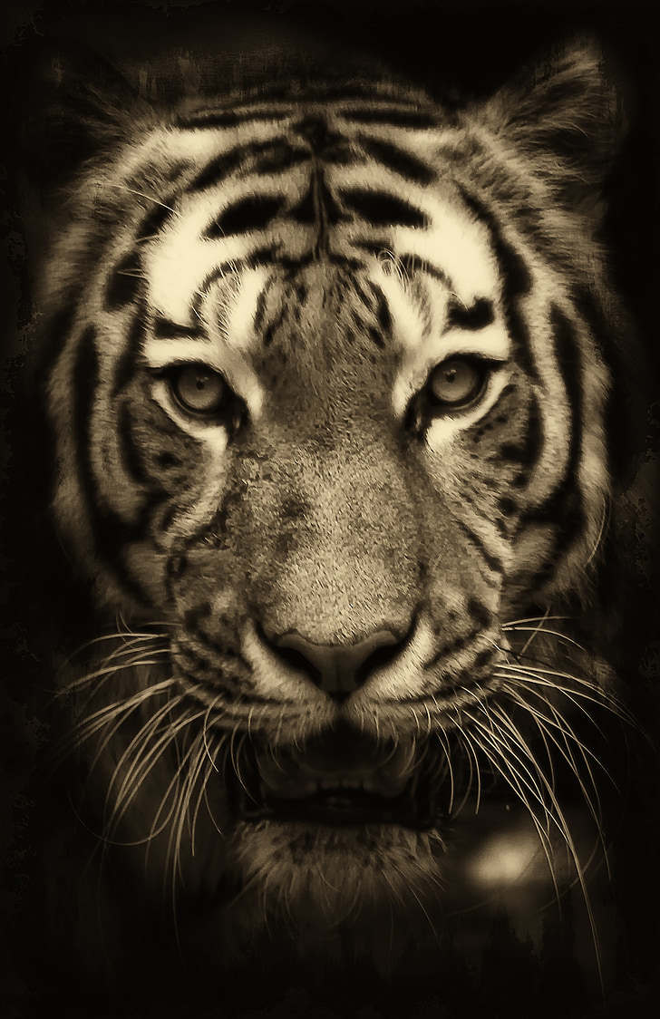 tijger, Afrika, purry, dierentuin, Predator, dieren in het wild, bont