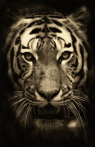 tigras, Afrika, purry, zoologijos sodas, plėšrūnas, Laukiniai gyvūnai, Kailiniai