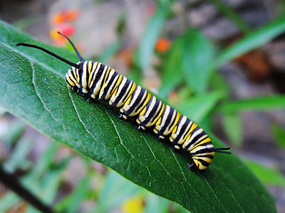 Caterpillar, monarca, mariposa, comer, hoja, alimentación, macro