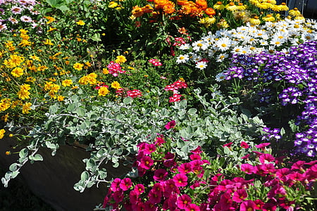 λουλούδια, χρώμα, άνθος, άνθιση, μακροεντολή, farbenpracht, το καλοκαίρι