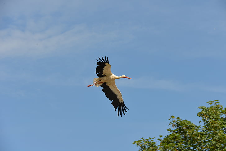 stork, bird, animals, rattle stork, nature, white stork, fly