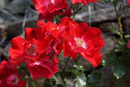 Τριαντάφυλλο ισχίου, άνθος, άνθιση, τριαντάφυλλο, φύση, Άγριο Τριαντάφυλλο, ο Μπους