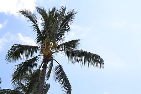 árbol de Palma, cielo, nubes, Hawaii, Palma, Playa, árbol