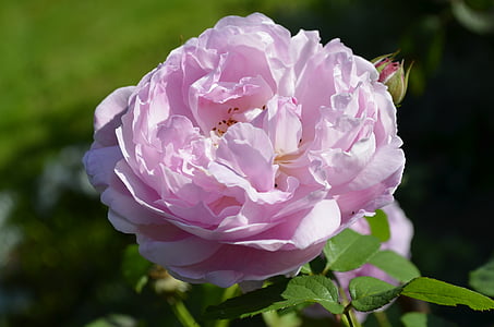 flor, Rosa, Rosa, pètal, color rosa, Peònia, natura