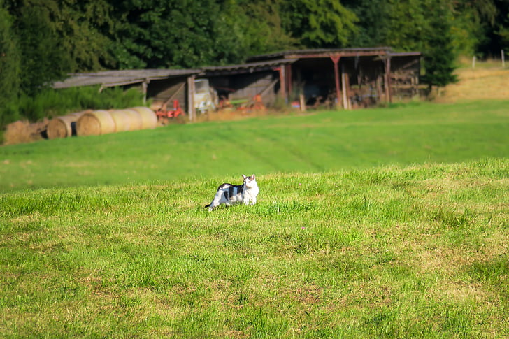 cat, meadow, scale, stray, roam, sneak, look