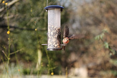 Linotte mélodieuse, oiseaux de jardin, Britannique, Warwickshire, oiseau, Finch, rouge