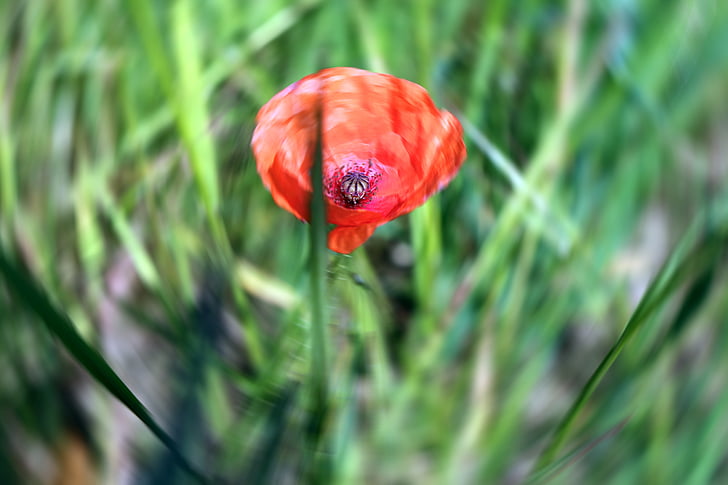 red, poppy, abstract, nature, green, summer
