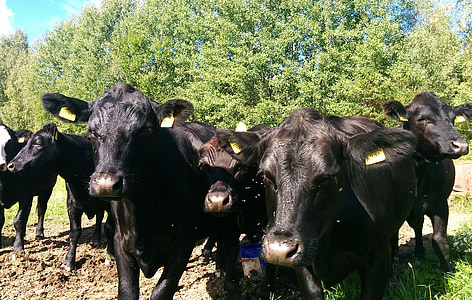 vaches, pâturage d’été, Suède, noir, arbre, vert, animaux