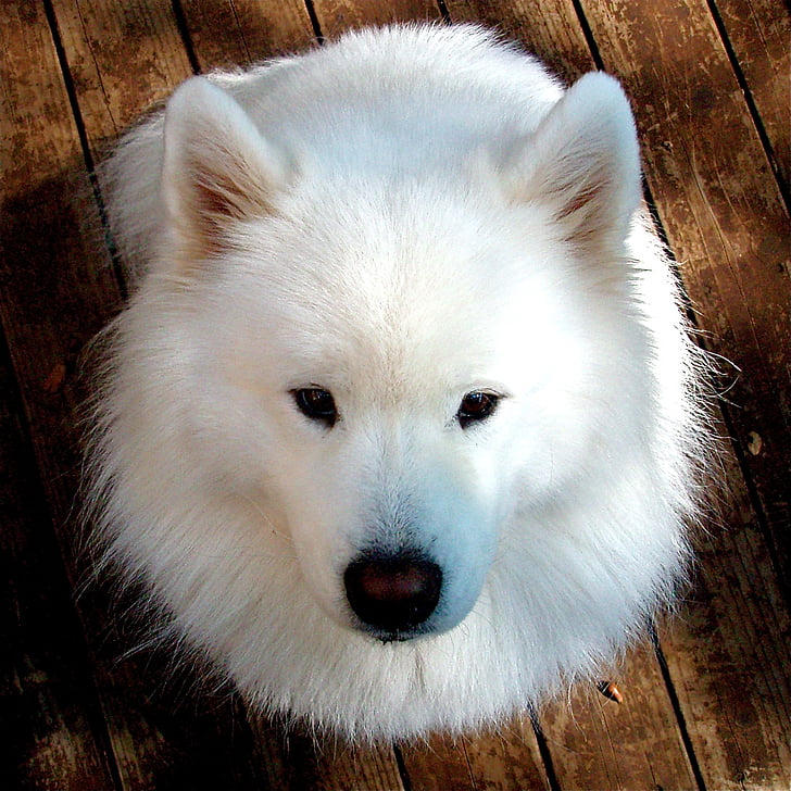 samoyed, gos, gossos feliços, animal de companyia, animal, cadell, blanc