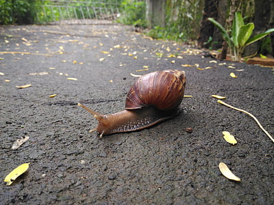 snail, road, own, animal, slimy, nature, slow