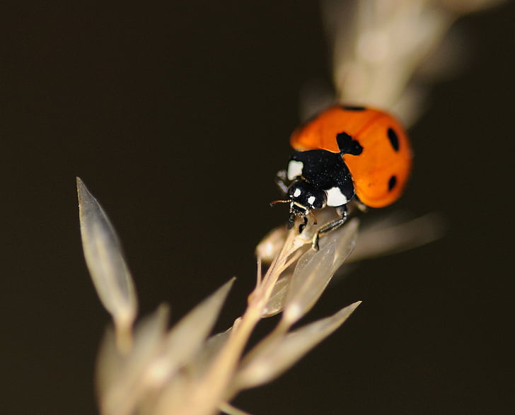 ladybug, insect, macro, one animal, animal themes, animals in the wild, animal wildlife