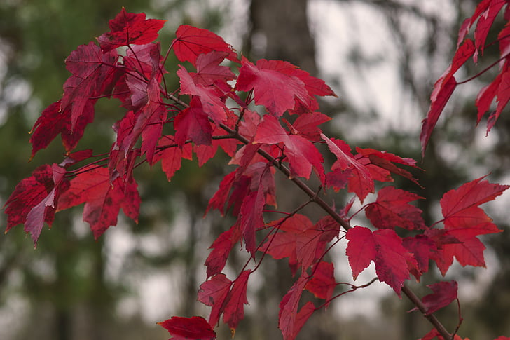 Javor, lišće, Maple lišća, priroda, Zlatna jesen, jesenje lišće, javorov list