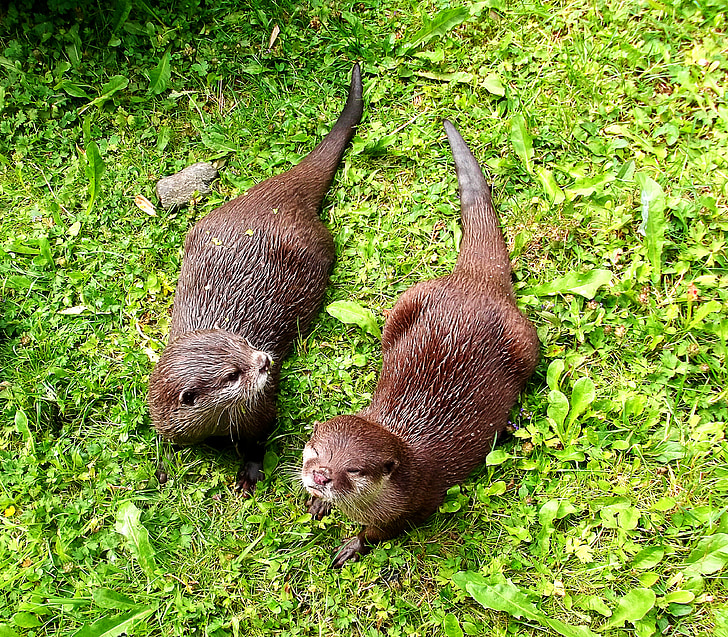 otter, furry, animal picture, curious