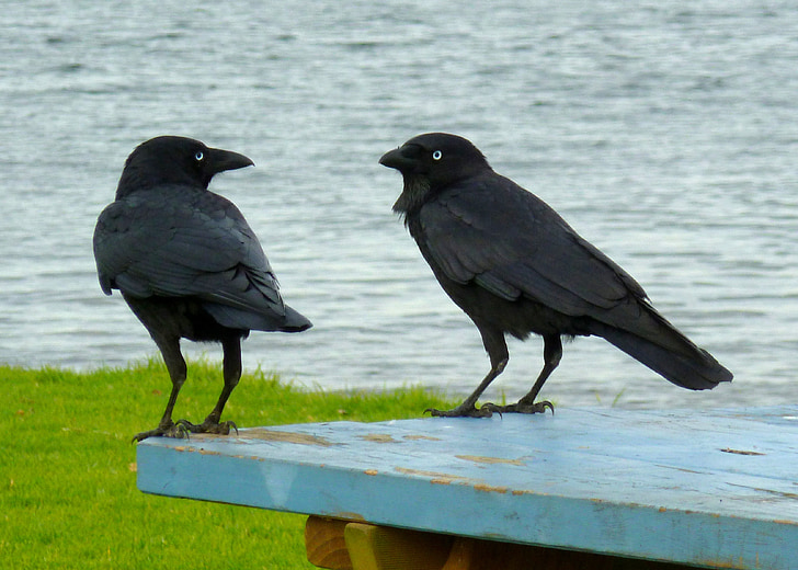 los cuervos, pájaros negros, conversación, hablando, comunicación, aves, Australia