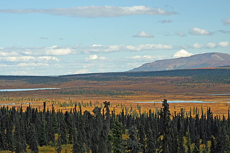 Alaska, Forest, montagne, montagnes, nature sauvage, toundra, bois