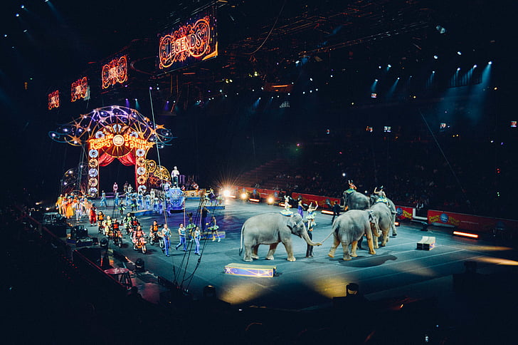 elefantes, estágio, elefante, circo, justo, Justiça, à noite