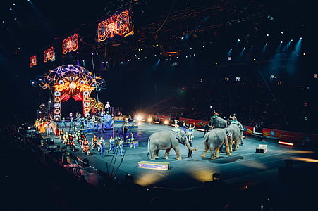 слонове, етап, слон, цирк, панаир, справедливост, нощ