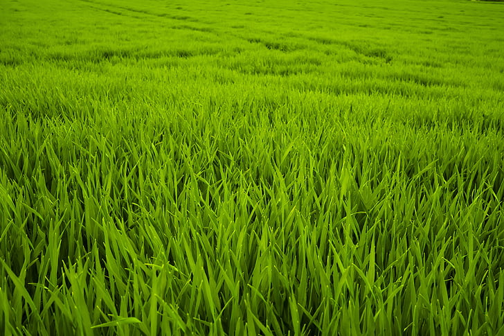Trava Grass-green-meadow-juicy-preview